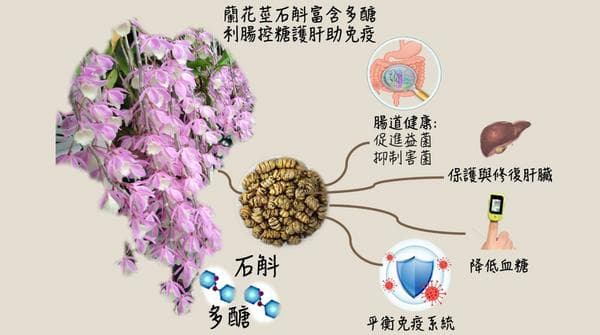 石斛的功效与作用：从抗氧化到免疫调节的全面解析
