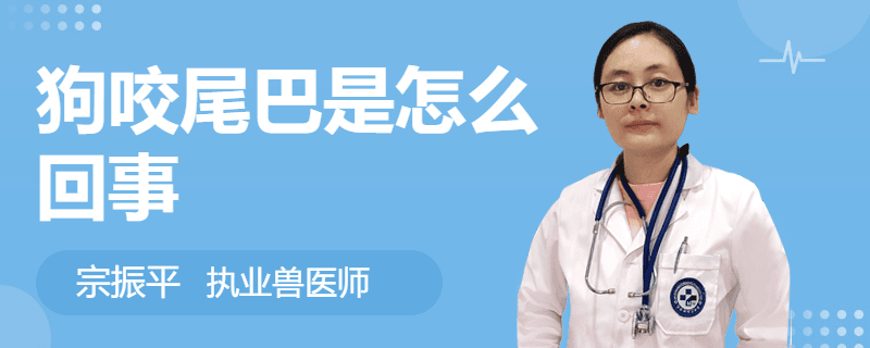 狗咬尾巴是怎么回事