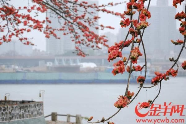 路边的木棉花能捡来吃吗？中医专家提醒→