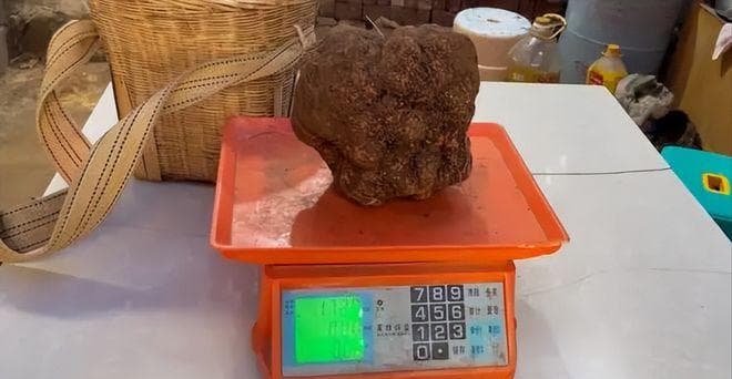 昆明发现1.71公斤巨型黑松露：揭秘这种珍稀菌类的生长条件