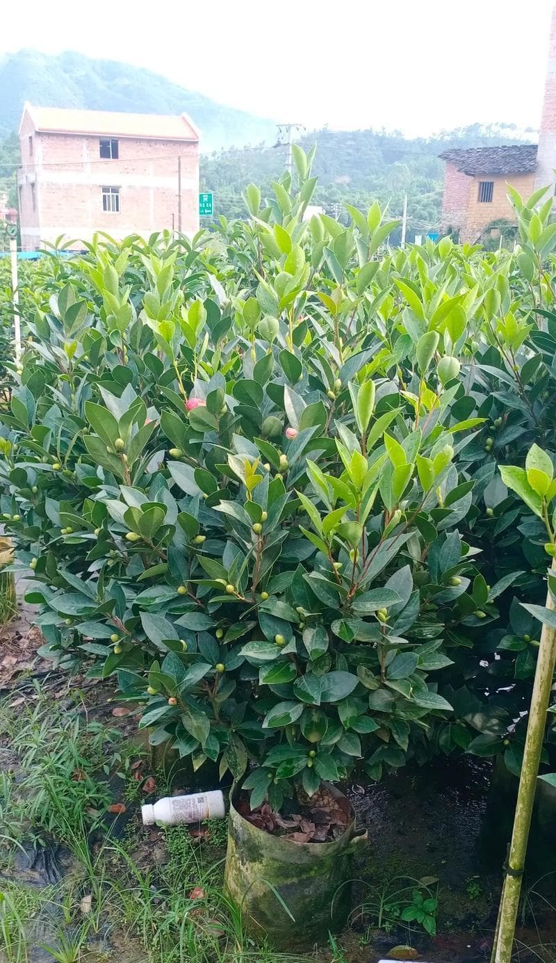茶花栽培技巧详解：从种植到养护的全方位指南