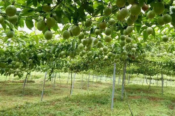 黄金百香果种植方法与管理要点
