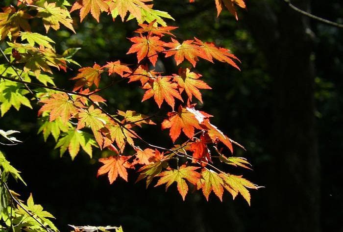 红枫叶变红的的秘密，或你有所不知