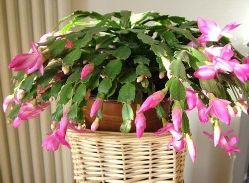 室内养植物全攻略：这些植物最适合放在家里