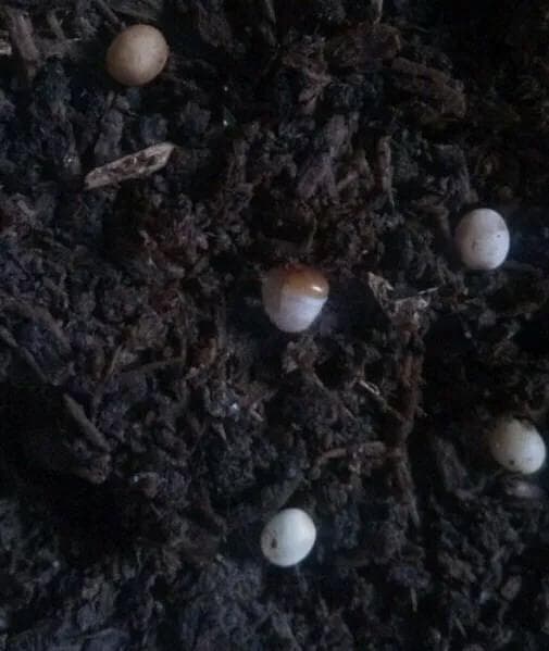 独角仙幼虫和成虫饲养及繁殖教程