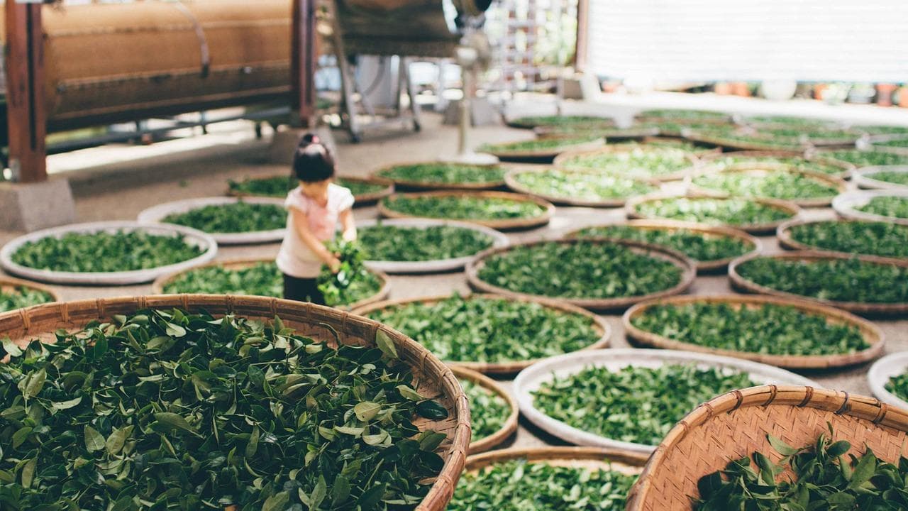 茶叶的详细制作工艺流程解析：从采茶到成品的每一步详解