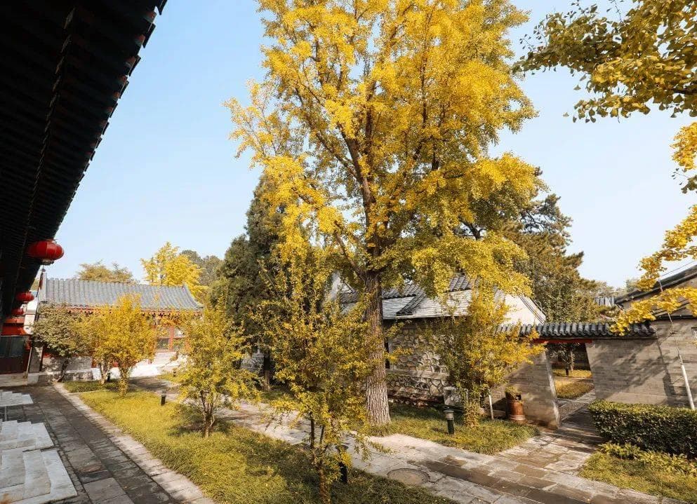 五行与健康：《黄帝内经》思想在幼儿园的实践探索