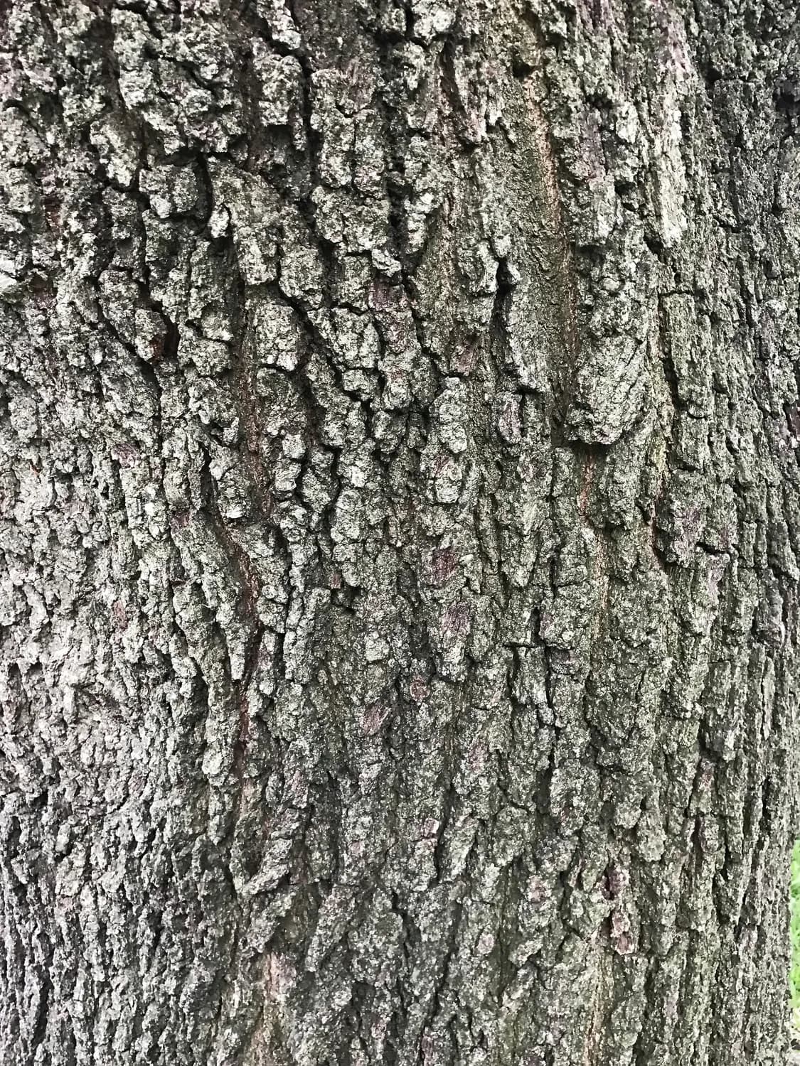 《神农本草经》推荐：杜仲的药用价值