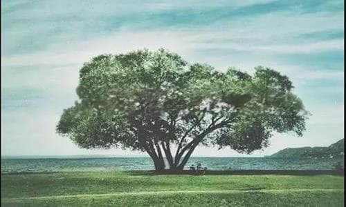 《出走的决心》电影观后感【优秀7篇】