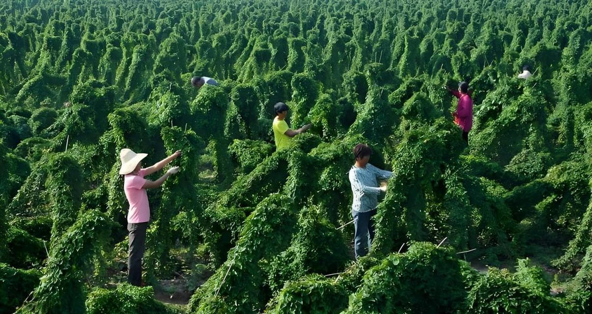 山药种植全攻略：从选种到收获，一步步教你如何种植健康的山药