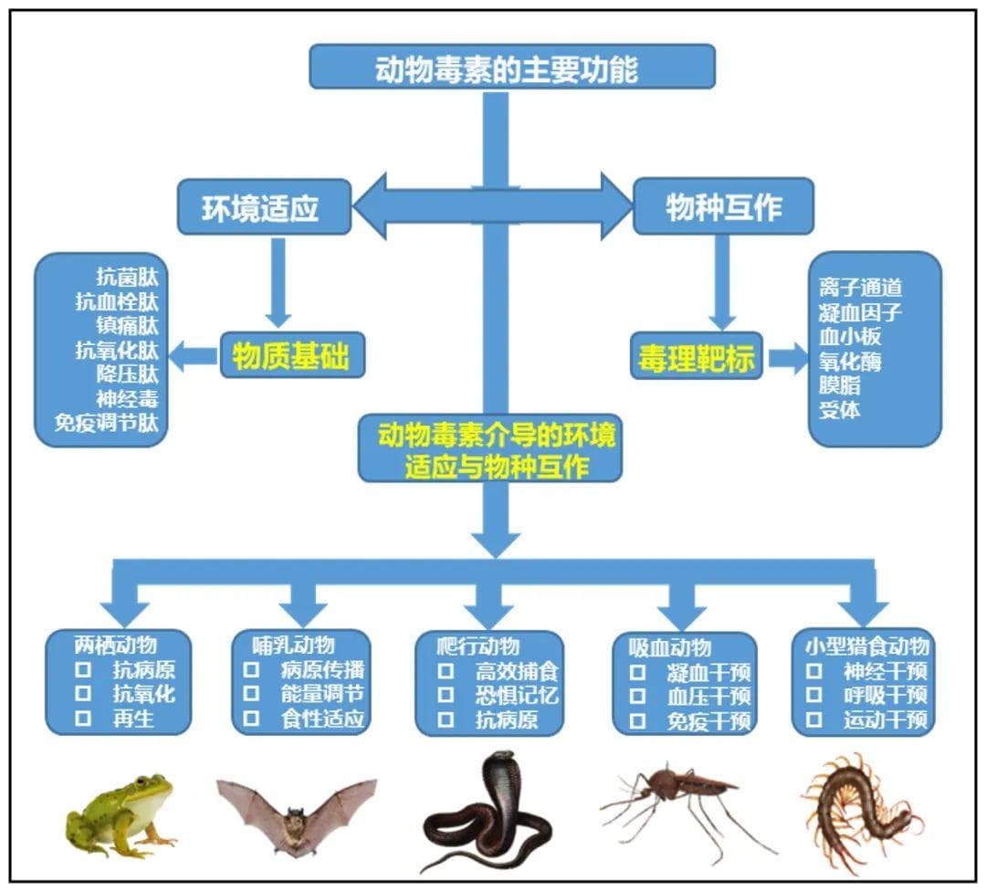 在“五毒”里寻找良药