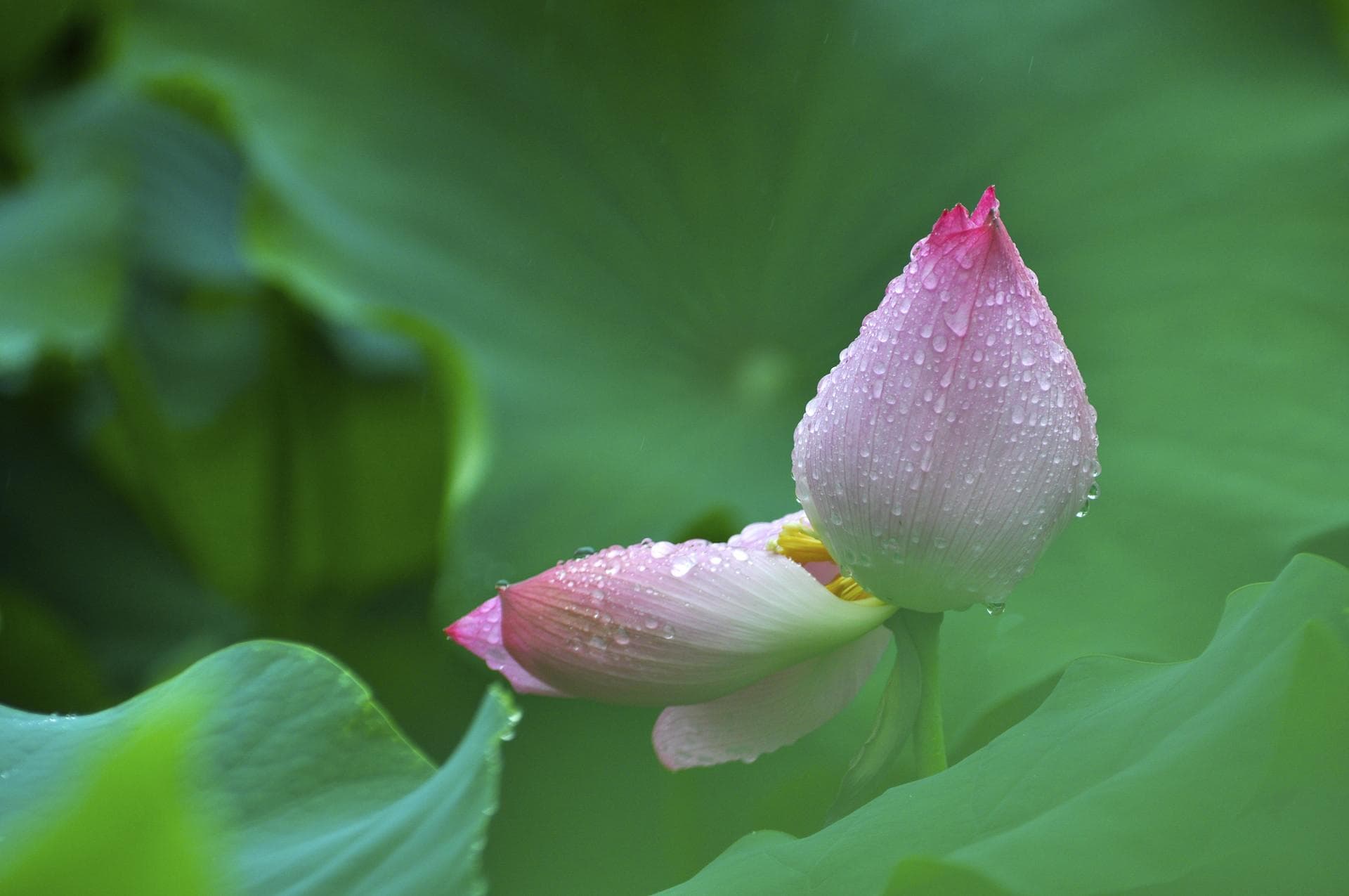 常见花卉在家庭花园的作用