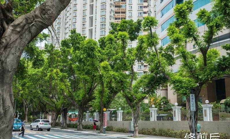 蔷薇花用什么肥料最好？蔷薇怎么养才能更旺盛？