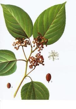 枳椇子：传统中药材的全面解析
