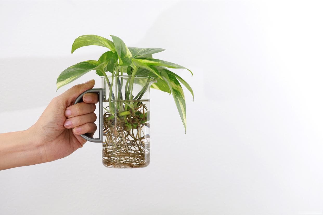 园艺小窍门：生根粉这样用，植物生根快又多！