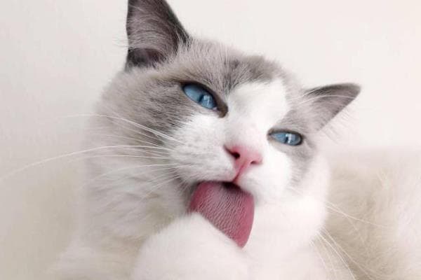 猫身上的跳蚤怎么祛除，可定期使用防治跳蚤的药品