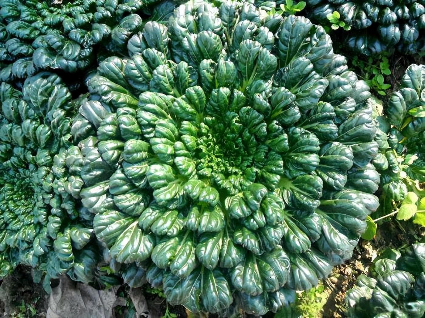 高钙蔬菜大盘点，看看有你喜欢吃的菜吗？