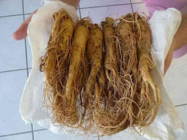 提高身体机能和恢复能力 - 科学家发现人参在运动领域的新功效