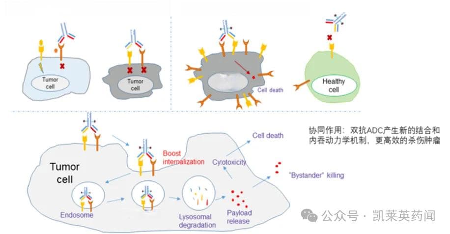 【关注】2024 AACR：国产双抗ADC有哪些最新看点？