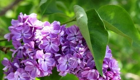 紫丁香的意义与寓意（探索紫丁香花语的深层含义）