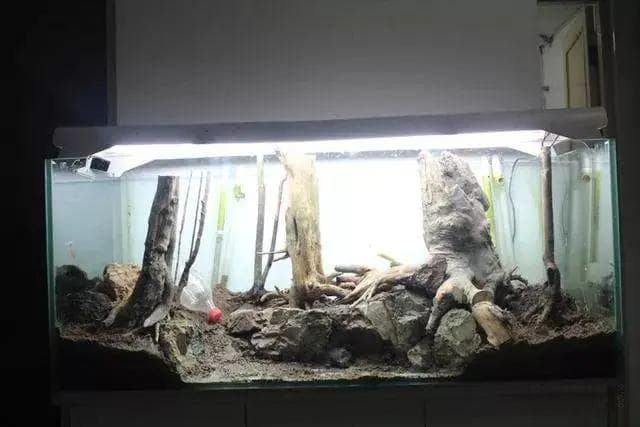 从设备到成品：1160超宽鱼缸造景实战指南