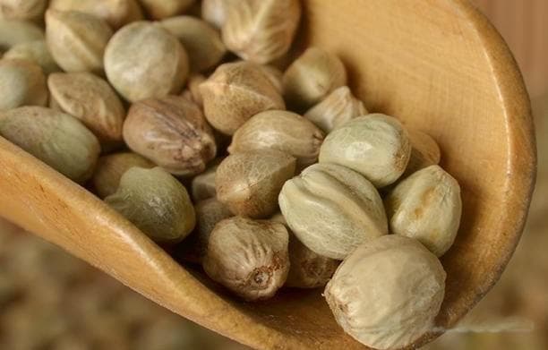 植物蛋白提取方法详解：盐析法、等电点法和有机溶剂法