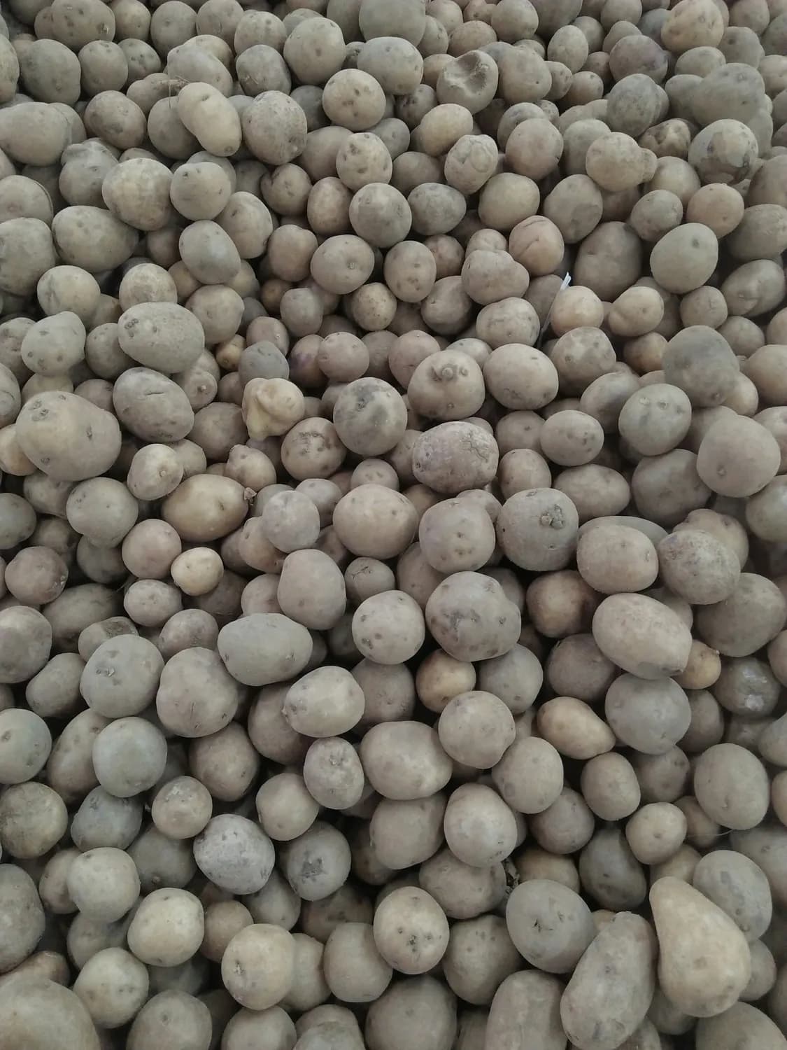 冬季养生必备：山药豆的十种美味吃法