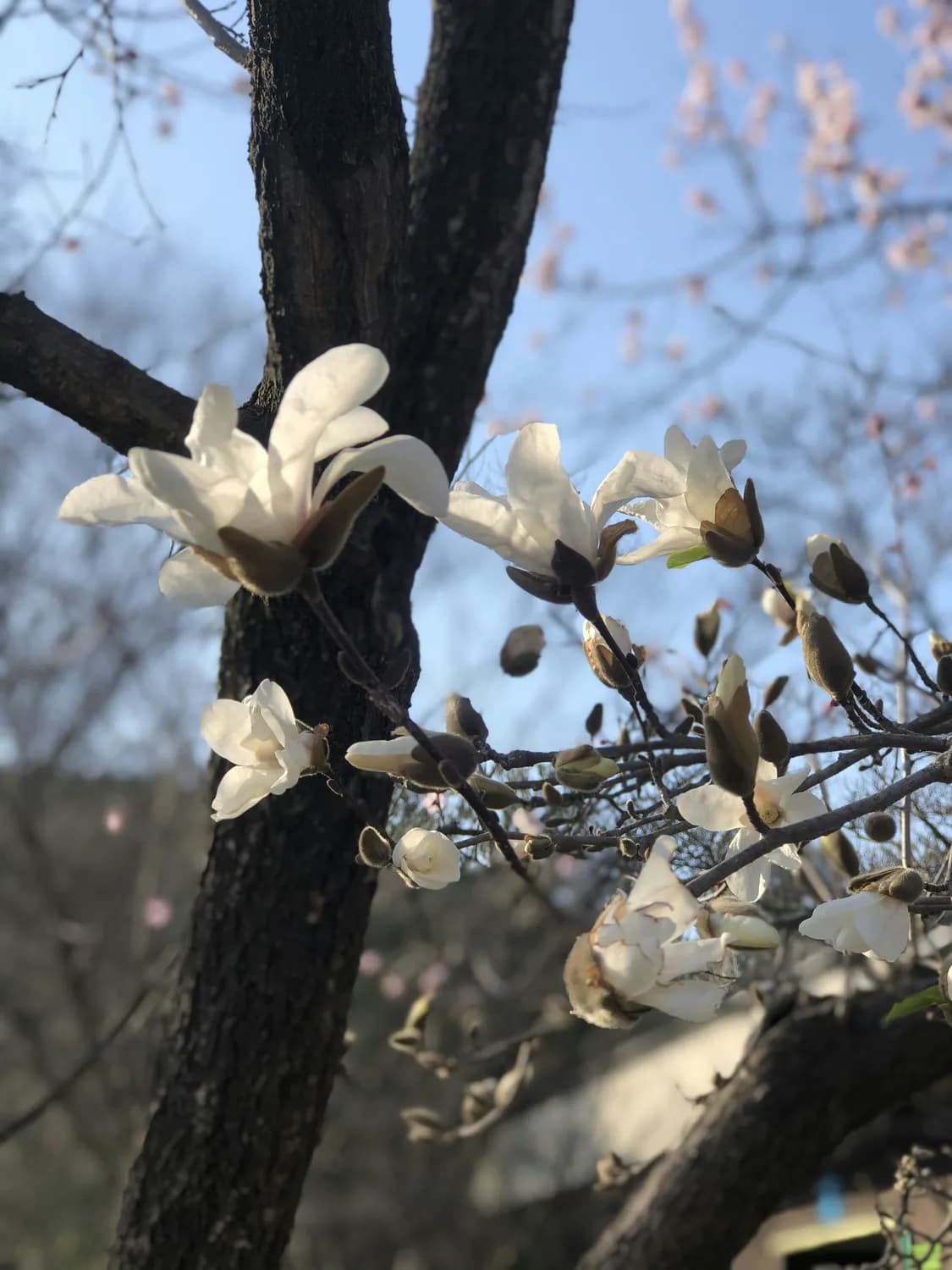 网师园&拙政园：那些惊艳时光的对联