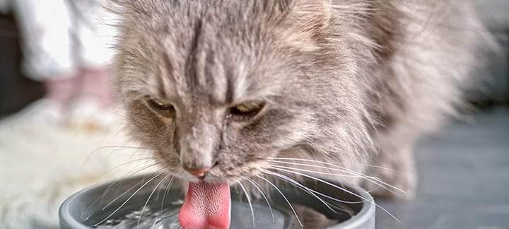 猫咪能吃盐吗？从基础到实践的全面解析