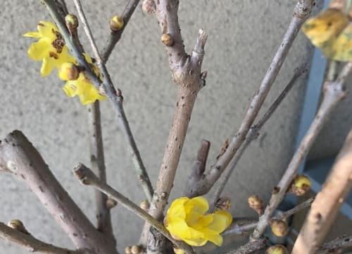 腊梅和梅花的区别：从花色、花期到香味的全面解析