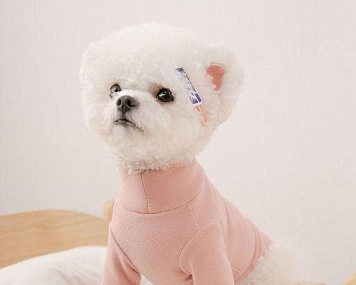 狗狗会把主人当成什么（探究狗狗对主人的情感和认知）