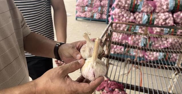 金乡大蒜全产业链齐开花，老百姓端稳增收致富的“金饭碗”