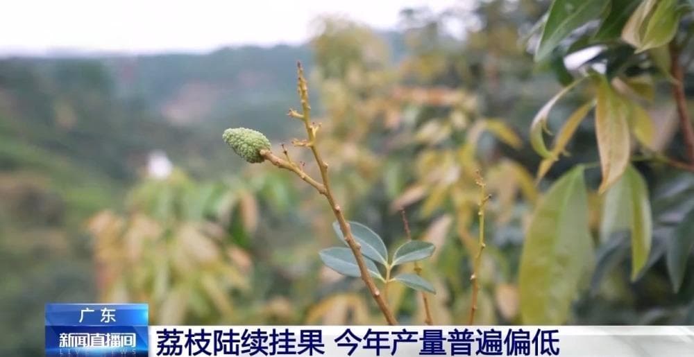 今年是荔枝“小年”？产量偏低的“罪魁祸首”是→