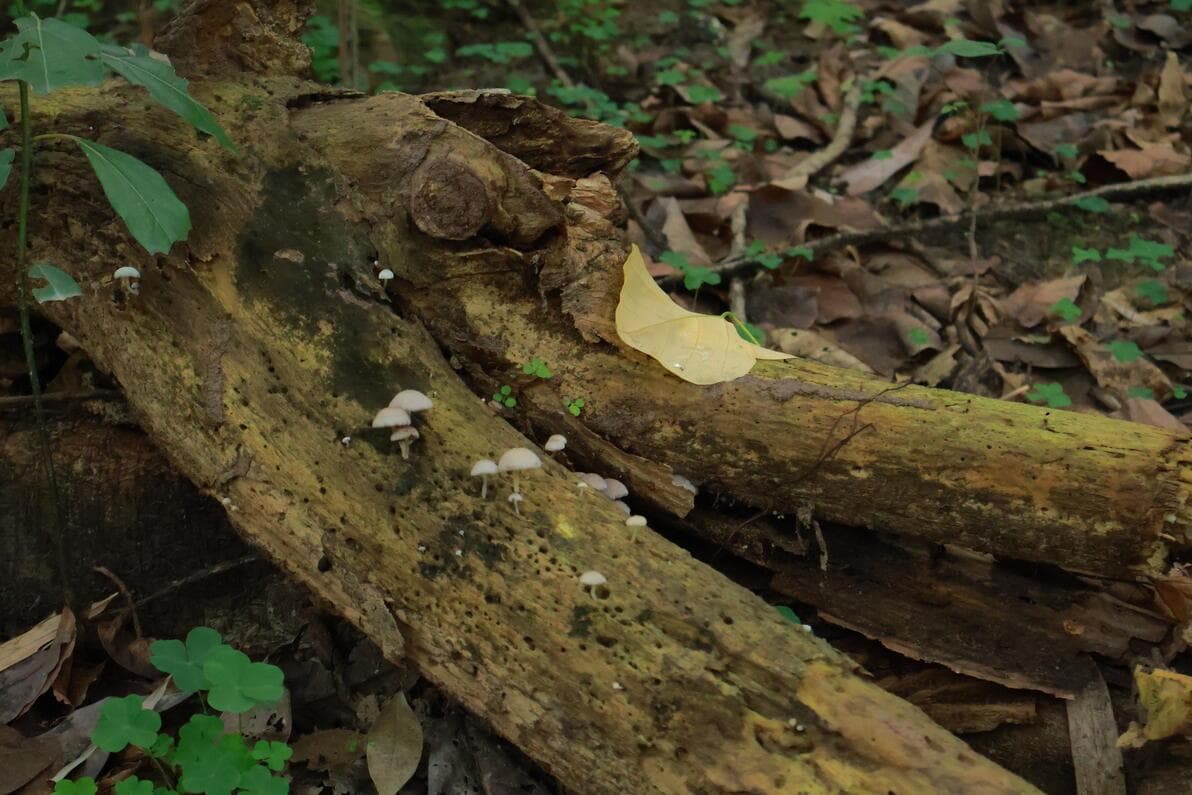 你不必自己克服焦虑——正念认知疗法