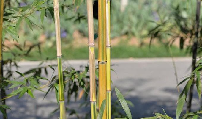 竹庭间景观 ▏庭院植物——竹子