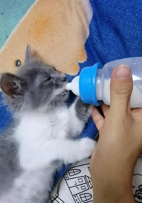 猫咪喝牛奶的利与弊：一份全面的科学指南