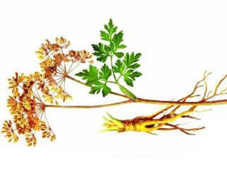 天下补血第一方：四物汤的服用时机和方法