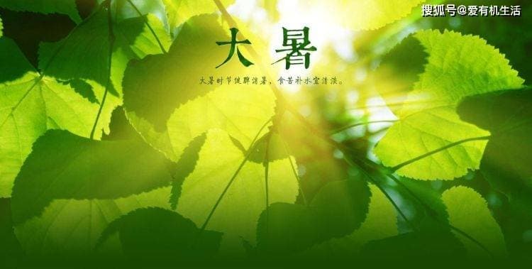 大暑习俗：大暑为什么喝羊汤