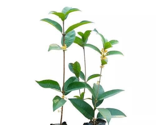 怎样养护桂花才能开花（快速培育桂花盆栽，让花香满溢）