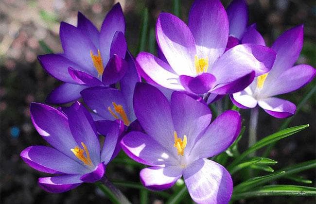 番红花花语：从快乐到忠诚，解读番红花的多重寓意