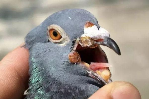 鸽痘科普知识，您值得一看！