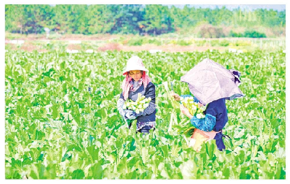 头茬连州菜心抢“鲜”上市
