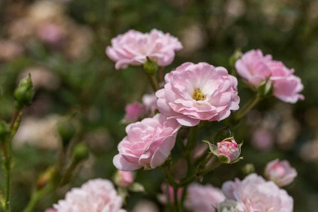 蔷薇：集观赏、情感、药用等多重价值于一身的植物