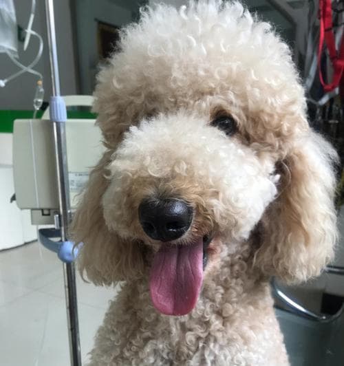 狗狗胰腺炎能去根吗？如何有效预防和治疗？