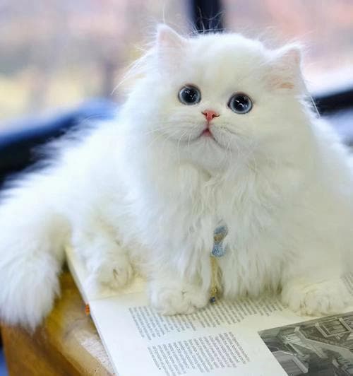 猫咪能吃糖吗？（了解猫咪对糖的反应和危害）
