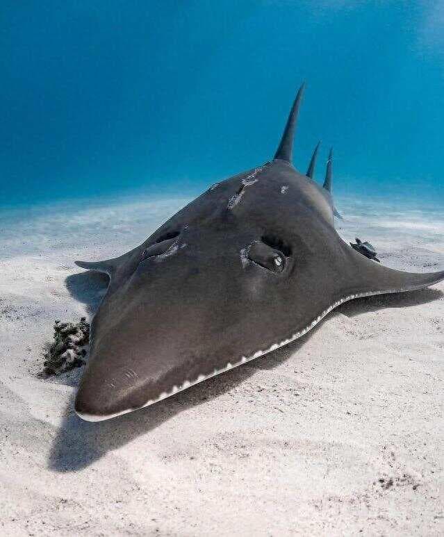 30种有趣的海洋生物，许多人都没见过，奇怪生物大盘点。