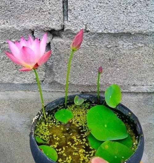 碗莲种子种植指南：从选种到养护的全程详解