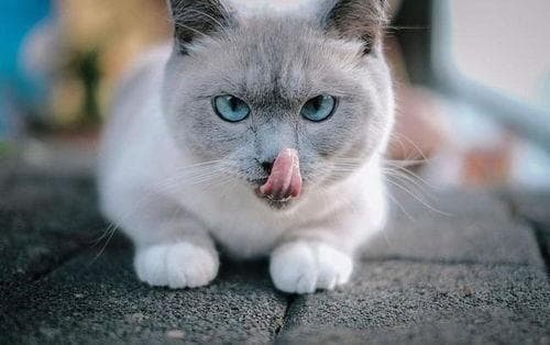 猫咪舔毛：揭秘宠物舔舐之谜