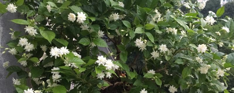 茉莉枝条长的又细又长怎么办？这些处理方法请收好