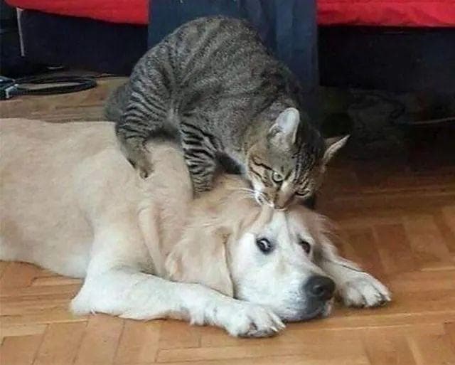 10斤重的狸花猫能打过同体重的田园犬吗？